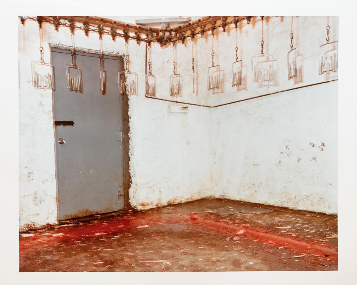 Photograph by Edward Burtynsky. A room with hooks on a conveyer belt where chickens are processed and packed.