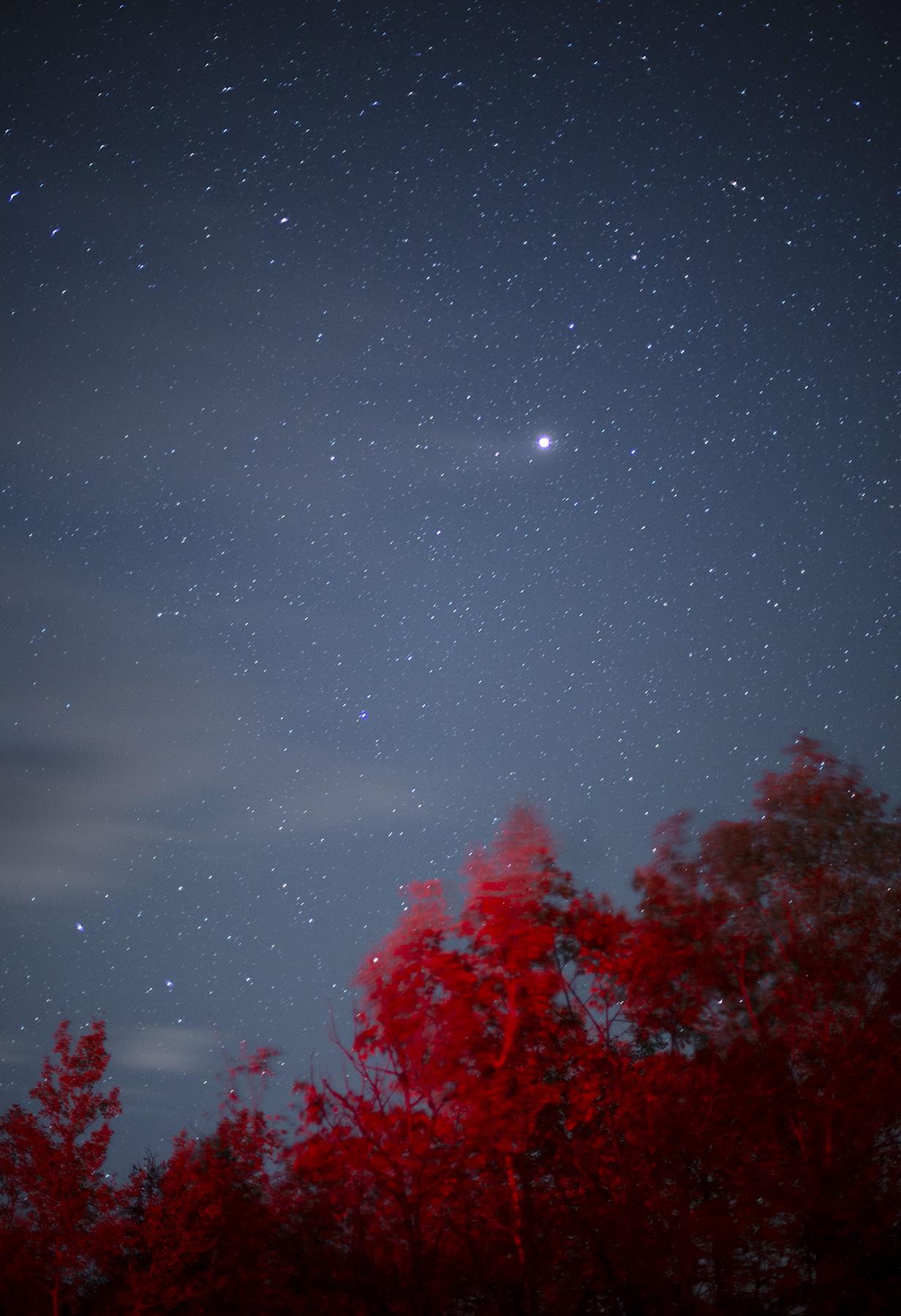 Starry night sky, tree in in bottom right corner of frame filtered in red light. 2000w