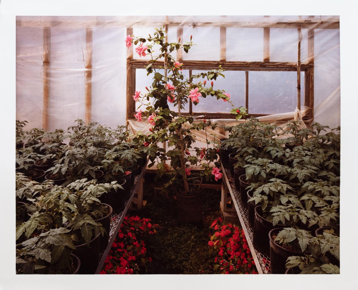 Photograph by Edward Burtynsky. Flowers in a greenhouse