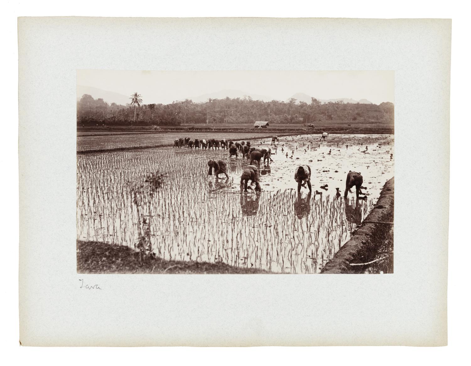 Rice planters in a field in Java, Indonesia