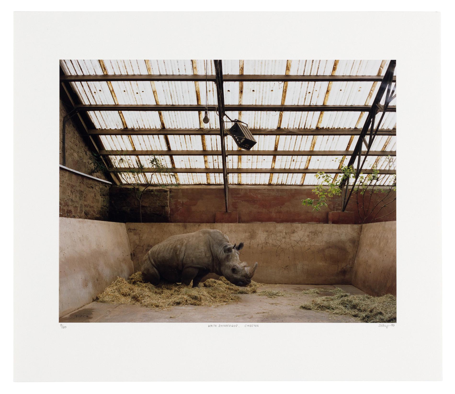 A rhino in a zoo enclosure.