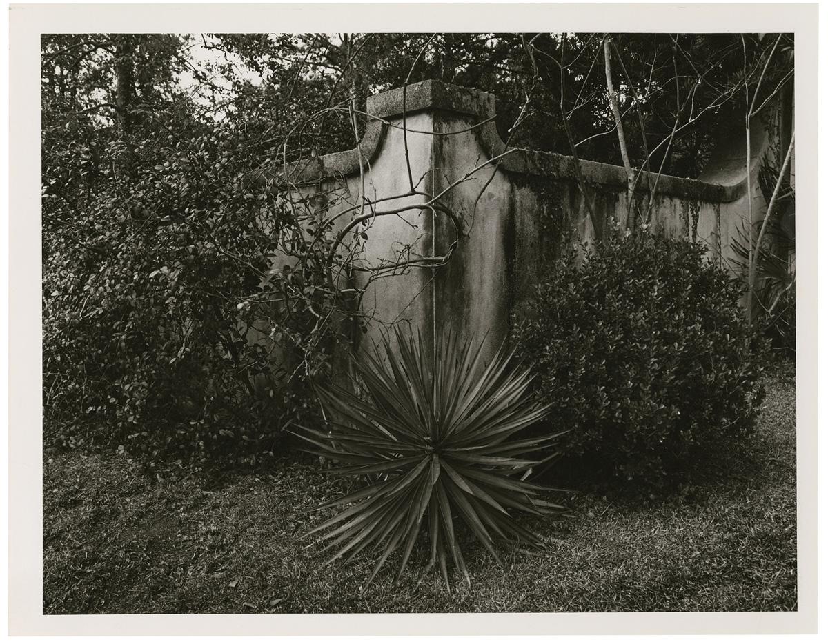 Photograph by Edward Burtynsky. Plants surround a weather concrete wall in a garden.