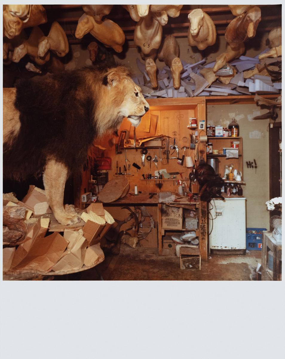 Photograph by Edward Burtynsky. A lion in a taxidermy workshop.