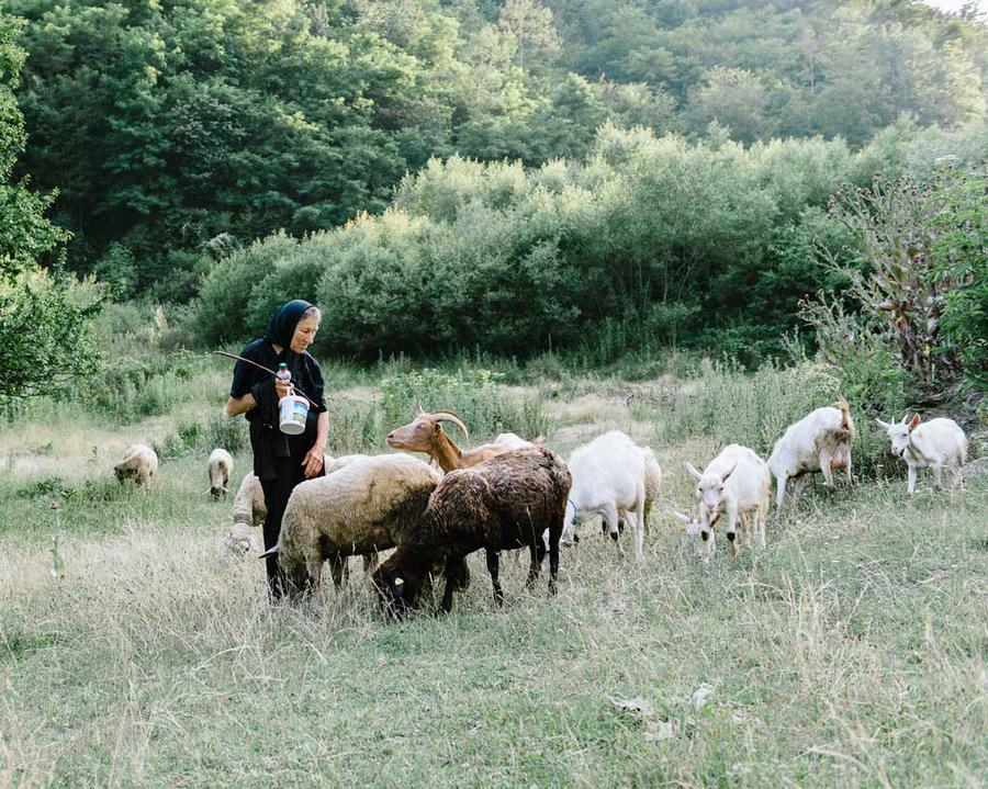 An older woman surrounded by sheep in a green meadow