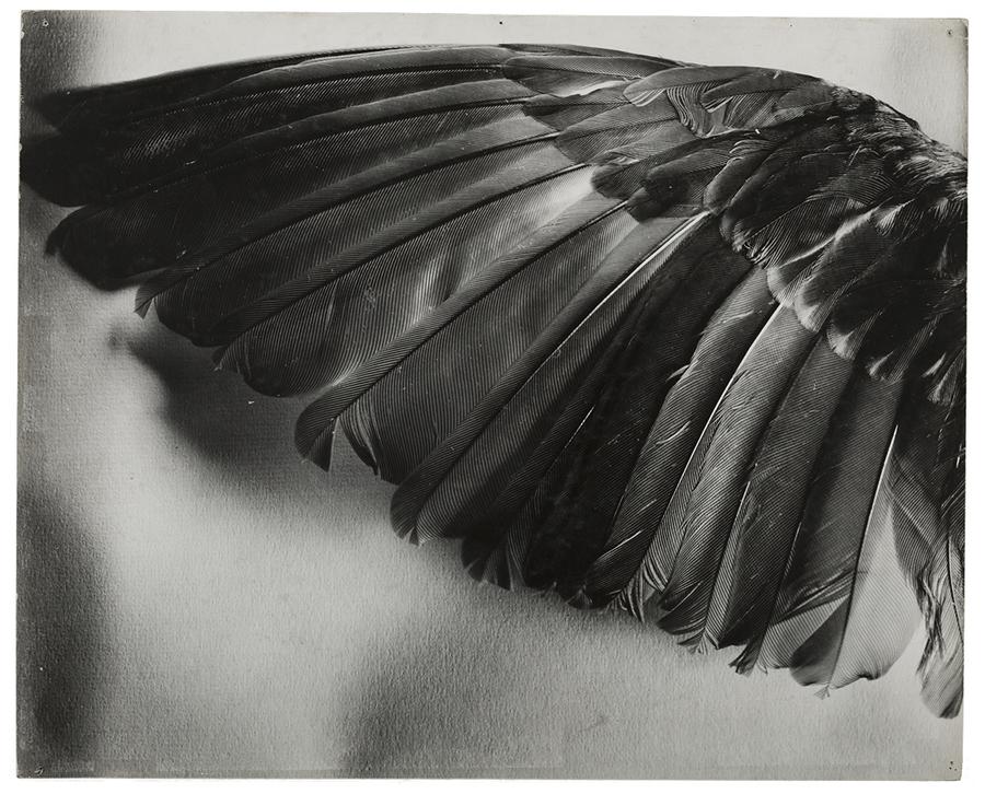 Photo of giant outstretched bird wing.