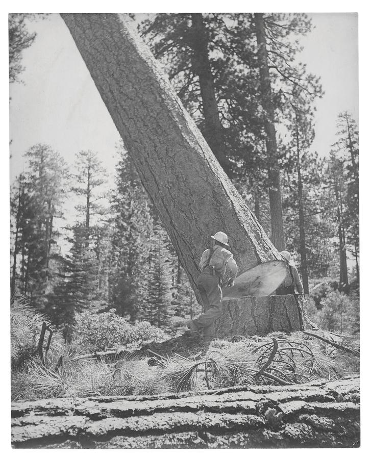 A tree falling at Red River Lumber Company in Westwood, California