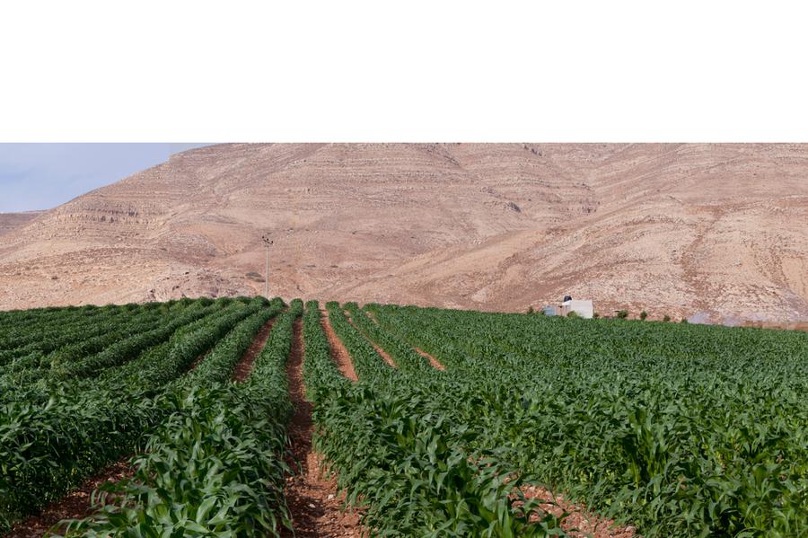 A green field extends to mountains in the background.