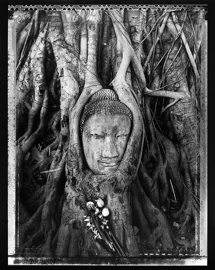Statue of a face, encircled by tree roots