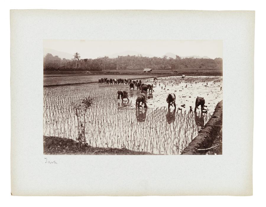 Rice planters in a field in Java, Indonesia