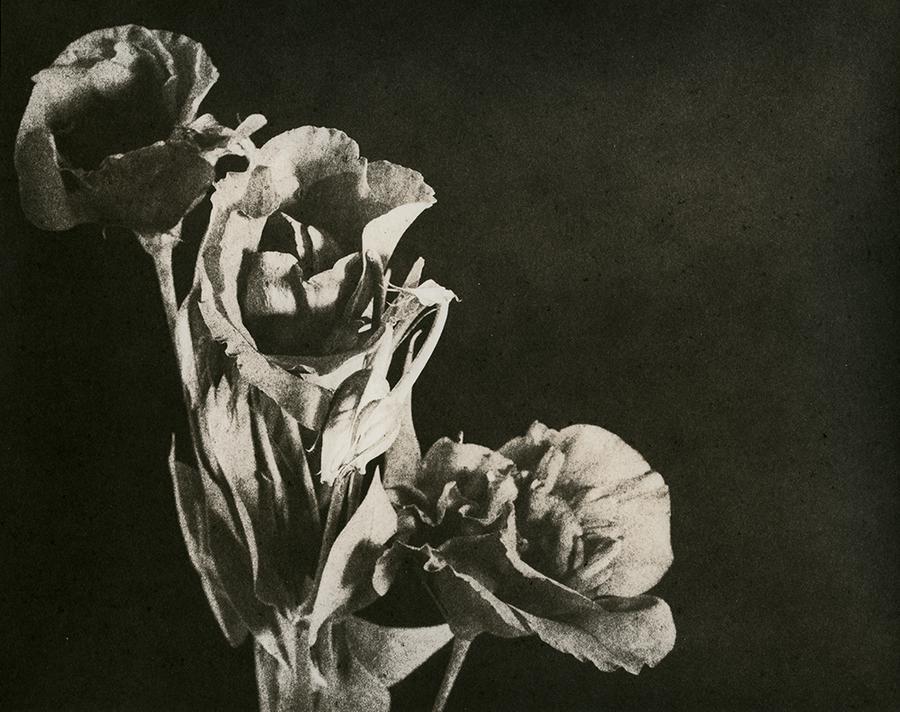 A dried bouquet of three flowers