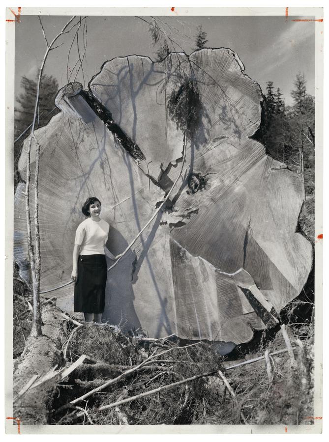 A girl posing in front of a very large tree that has just been cut down