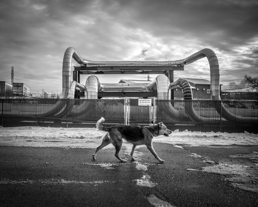 dog walks across pavement in industrialized area with large piping infrastructure behind it