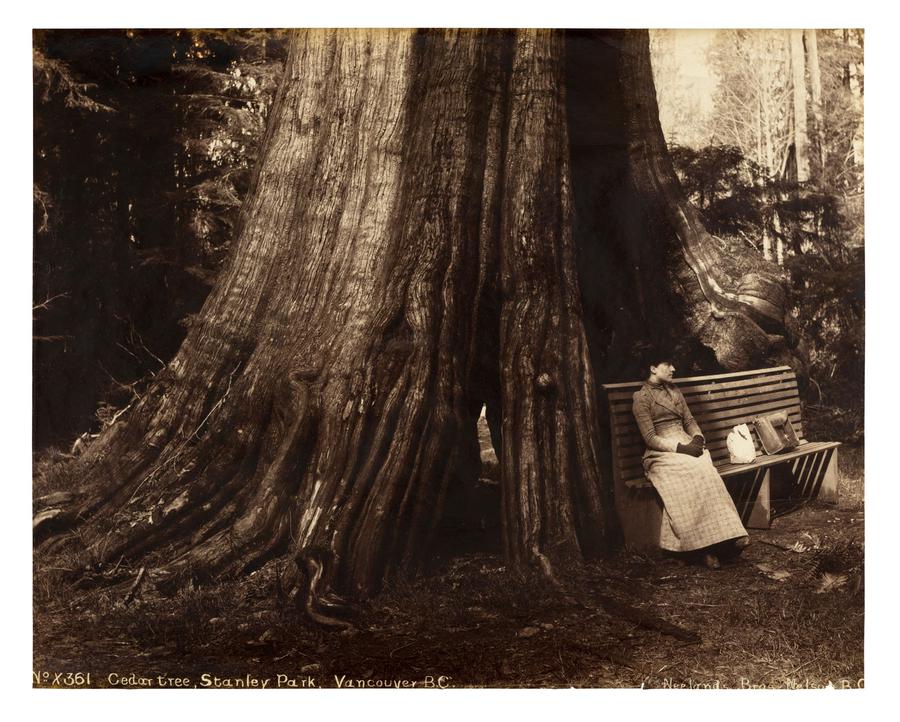 A woman relaxing on a bench beside the trunk of a large old-growth tree