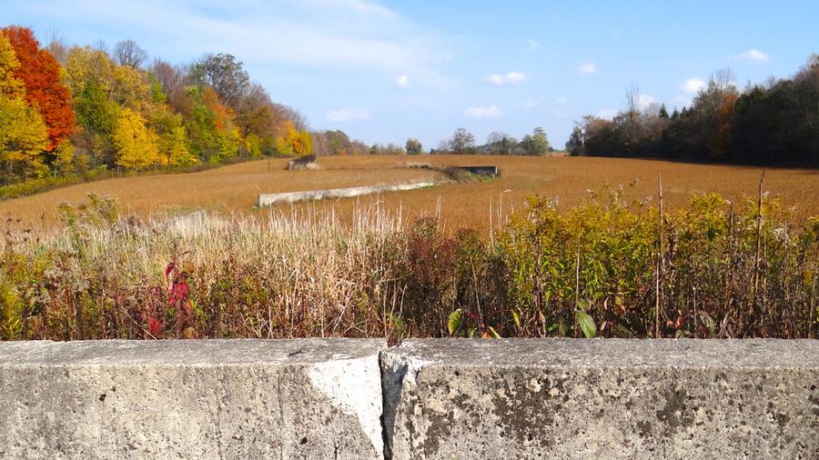 A field of bright leaves in autumn