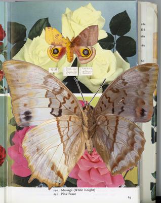 collage of roses and preserved moth specimens. text at footer saying 240 Message (White Knight) 241 Pink Peace