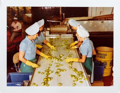 A group of women, wearing white hats, blue shirts, green aprons, and yellow rubber gloves, stand along two sides of a conveyer belt inspecting fruit.
