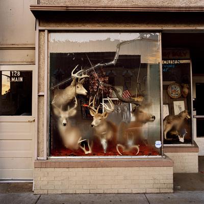 A shop window filled with deer